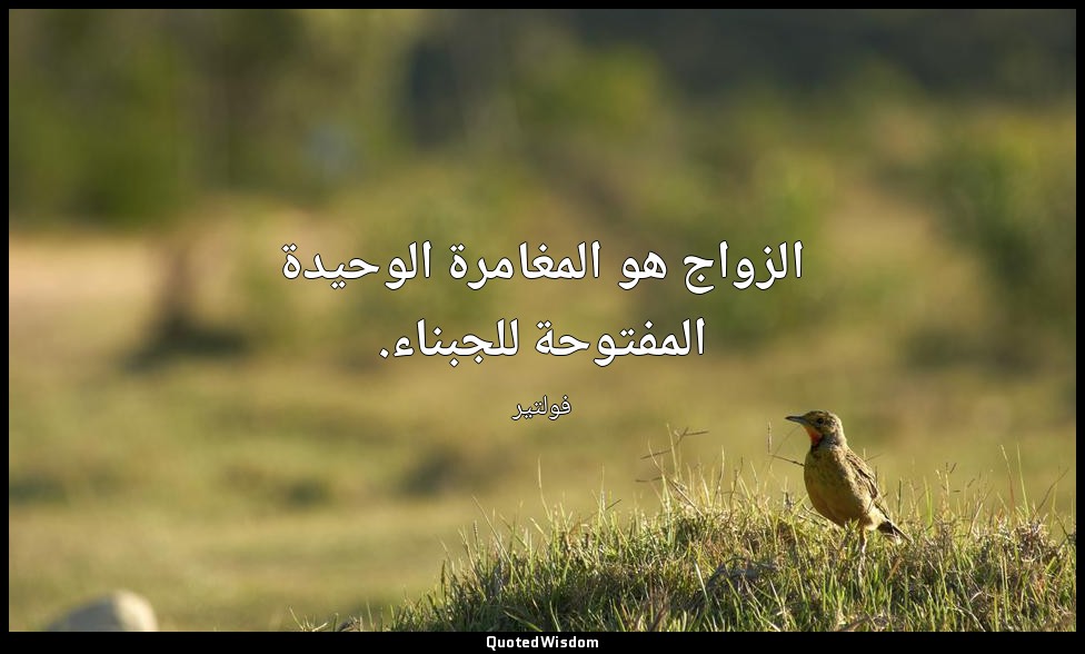 الزواج هو المغامرة الوحيدة المفتوحة للجبناء. — فولتير