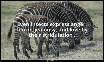 Even insects express anger, terror, jealousy, and love by their stridulation . — Charles Darwin