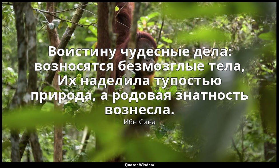 Воистину чудесные дела: возносятся безмозглые тела, Их наделила тупостью природа — Ибн Сина